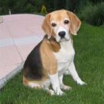 Read more about the article Benefits of homemade pet food
