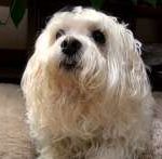 Read more about the article Dog food requirements