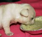 Read more about the article Hazardous foods for dogs