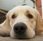 Read more about the article Homemade Dog Recipes