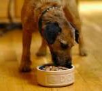 Read more about the article Pet homemade food