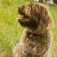 Wirehaired Pointing Griffon 2