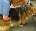 Read more about the article Dog’s diarrhea