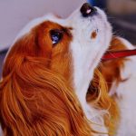 Read more about the article Eliminating Problem Dog Behaviors With Proper Training