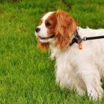 Read more about the article Train Your Dog With These Great Tips