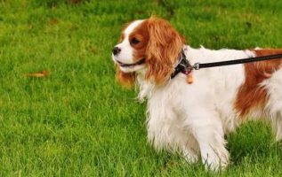 Train Your Dog With These Great Tips 3