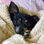 Read more about the article Determining The Right Dog Training Strategy For You