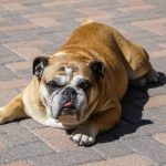 Read more about the article Train Your Dog With These Great Instructions