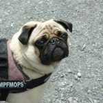 Read more about the article Some Helpful Ideas For Training Your Dog