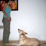 Read more about the article Dog Training Tips That Will Keep You And Your Dog Happy