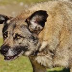 Read more about the article Useful Advice For Training Your Dog Correctly