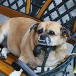 Read more about the article You Can Take A Well-Trained Dog Anywhere