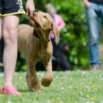 Read more about the article Canine Training Tips That Can Really Work!