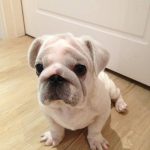 Read more about the article Calm Your Pooch, And Calm Your Household