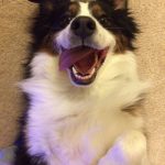 Read more about the article Training Your Dog Tips And Secrets For The Beginner