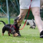 Read more about the article You Will Not Believe How Easy It Is To Train Your Dog When You Follow These Tips