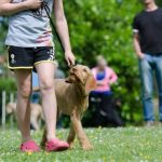 Read more about the article Effective And Permanent Tips For Training Your Dog