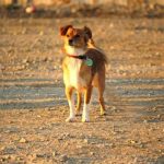 Read more about the article Make Your Puppy Training A Success With These Simple Tips!