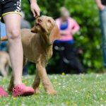 Read more about the article Tips For A Successful Training Your Dog Program