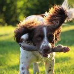Read more about the article Need To Know Facts About Canine Training