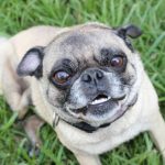 Read more about the article A Beginners Guide To Training Your Dog