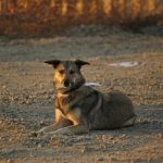 Read more about the article Helpful And Easy Advice For Training Your Dog.