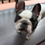 Read more about the article Simple Advice For Training A Misbehaved Dog