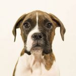 Read more about the article Follow These Tips To Learn How To Lead Your Dog