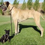 Read more about the article Tips On How To Train Your Dog