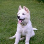 Read more about the article Help Your Dog Behave With The Best In Puppy Training Techniques
