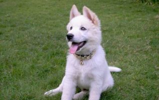 Help Your Dog Behave With The Best In Puppy Training Techniques 2