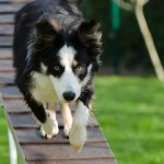 Read more about the article Tactics And Secrets To A Well Trained Pooch