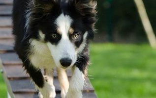 Tactics And Secrets To A Well Trained Pooch 2