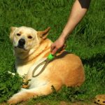 Read more about the article Simple And Easy Canine Training Tips