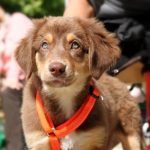 Read more about the article Useful Tips For Training A Well-Behaved Dog