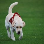 Read more about the article Training A Dog Can Be Simple Once You Know What You’re Doing