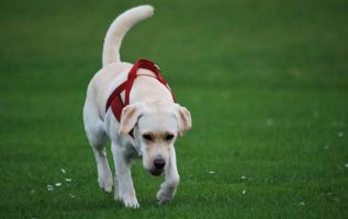 Use These Tips To Improve Your Dogs Behavior 4