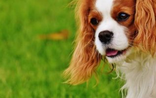 Tips On How To Train Your Dog Correctly 4