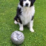 Read more about the article Puppy Training Tips That Every Dog Owner Should Know