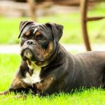 Read more about the article Tips And Tricks Every Dog Trainer Should Know