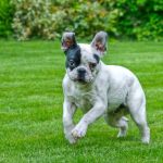 Read more about the article Great Methods To Help Train Your Dog