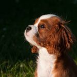 Read more about the article Sanity Saving Tips For Training Your Dog Today!