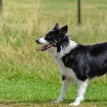 Read more about the article How To Help Your Dog Listen And Respond