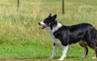 Make Your Dog Obey You With Some Simple Tips 4