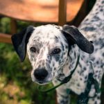 Read more about the article Follow These Tips To Train Your New Puppy