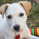 Read more about the article Turn Your Savage Beast Into A Well-Behaved Dog With These Simple Tips