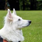 Read more about the article Your Dog Needs Help To Be The Best He Can Be