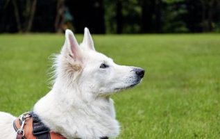 Puppy Training Ideas That Will Work For Everyone 2