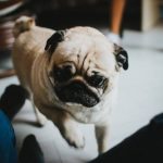 Read more about the article Disobedient Dog? Try These Tips Out!