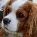 Read more about the article Must Have Tips And Tricks For Effective Training Your Dog